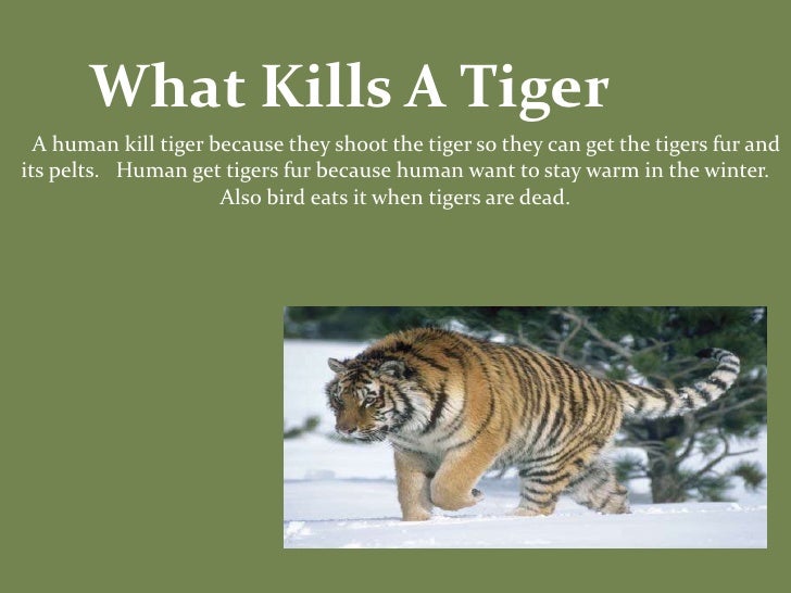 the scientific classification of tigers The javan tiger (panthera tigris scientific classification results of mtdna analysis of 23 tiger samples from museum collections indicate that tigers. the scientific classification of tigers The javan tiger (panthera tigris scientific classification results of mtdna analysis of 23 tiger samples from museum collections indicate that tigers.